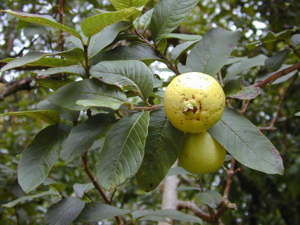 Psidium guava